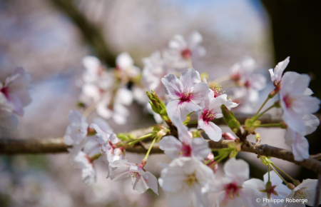 Cherry blossom