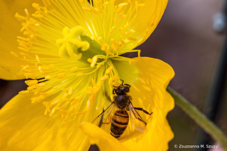 Spring worker