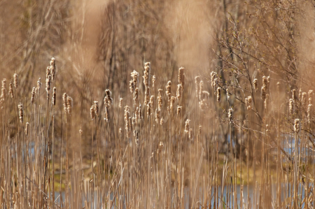 In the Cattails