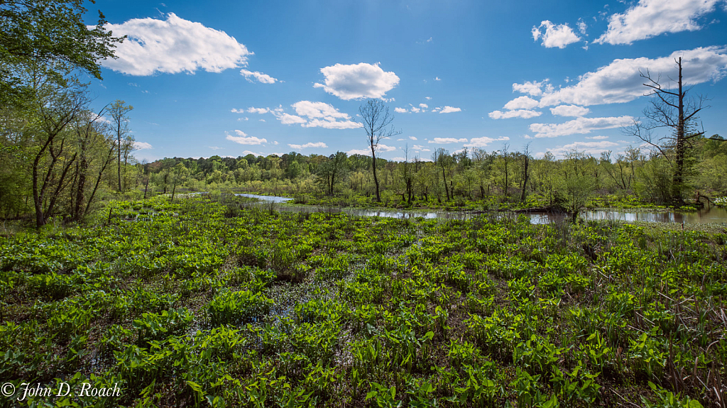 Tuckahoe Creek Marsh #1