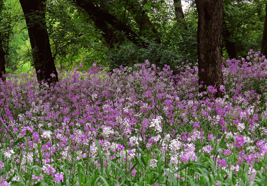 Iowa Spring Wildflowers