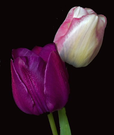two tulips from the garden