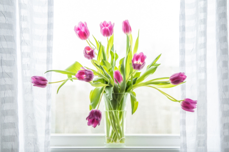 Tulips in the Window