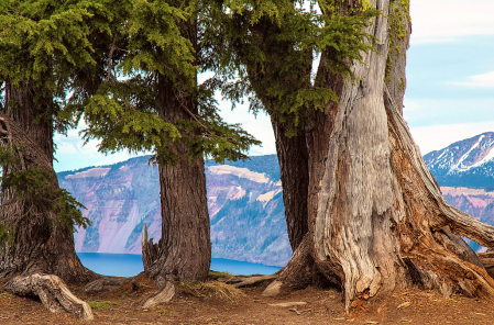 Three Trees