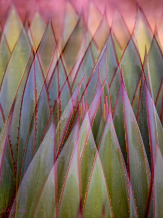 Agave