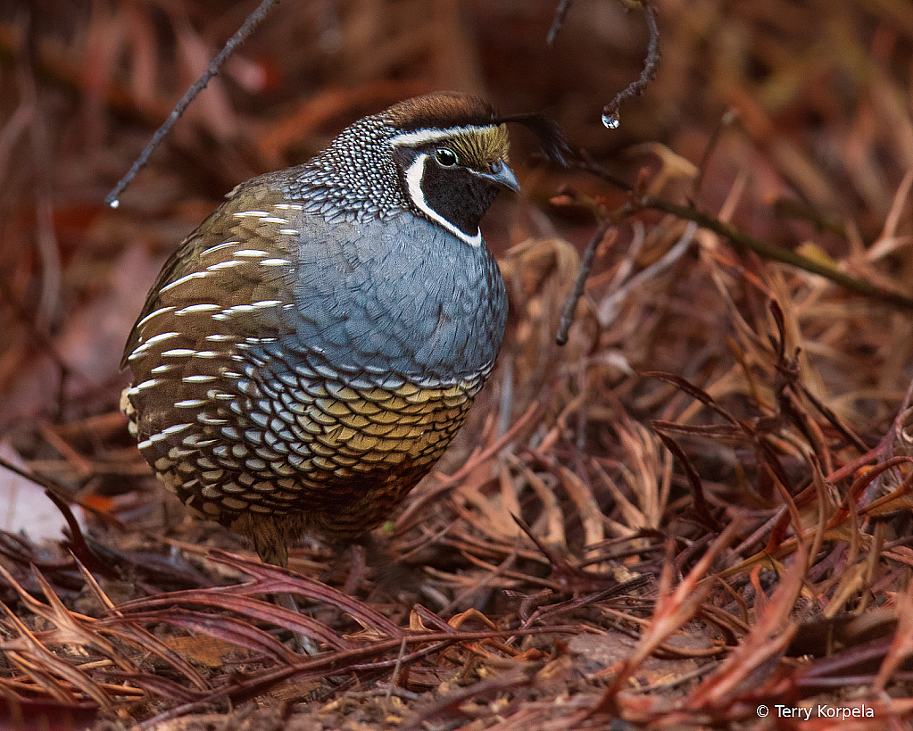 California Quail