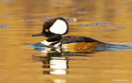 Hooded merganser enjoying the evening light