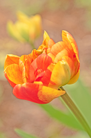 Garden Tulip.