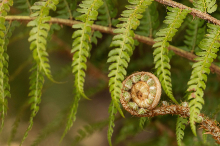 Young Fern