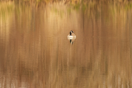 A Goose on Golden Pond