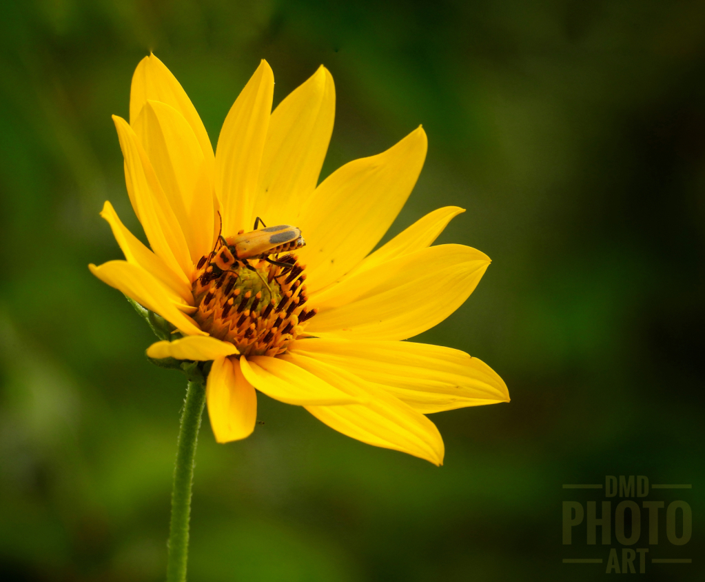 ~ ~ THE VISITOR ~ ~ 