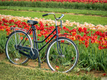 Bike in the tulips