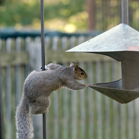 Thieving Squirrel