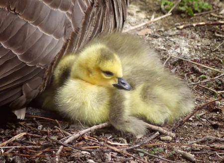 New Gosling - Class  of 2023