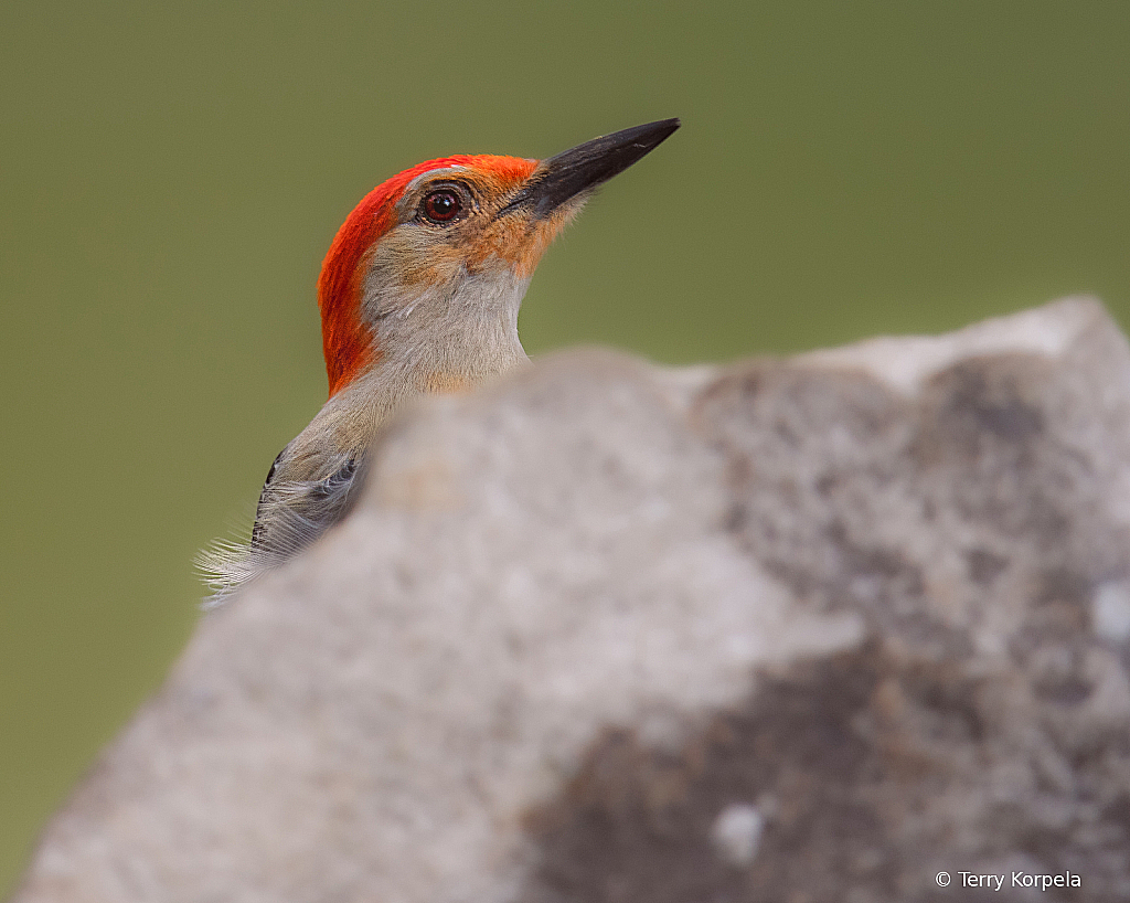 Pop Up Red-bellied Woodpecker!!