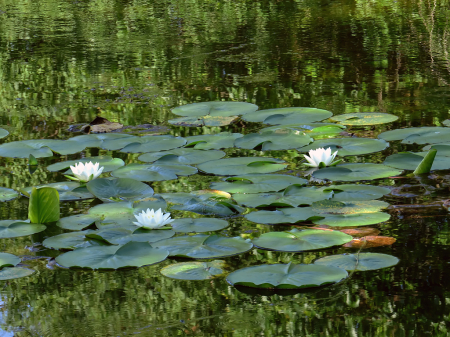 Lily Pond