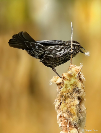 Nest Building Time