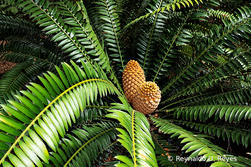 Cones of Interest