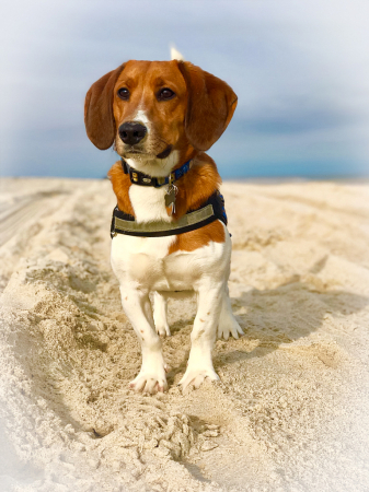 Jedi At The Beach