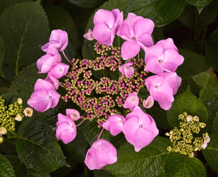 Popcorn hydrangea