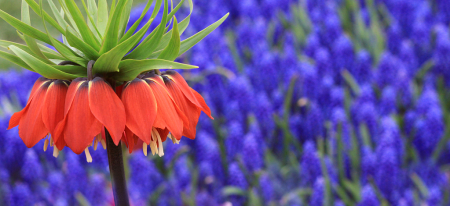 crown imperial