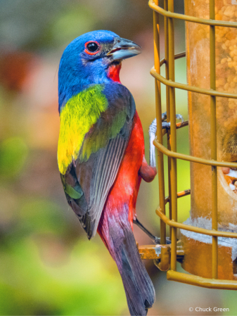 Mr Painted Bunting