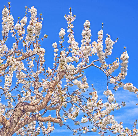 Sweet Cherry Blooming.