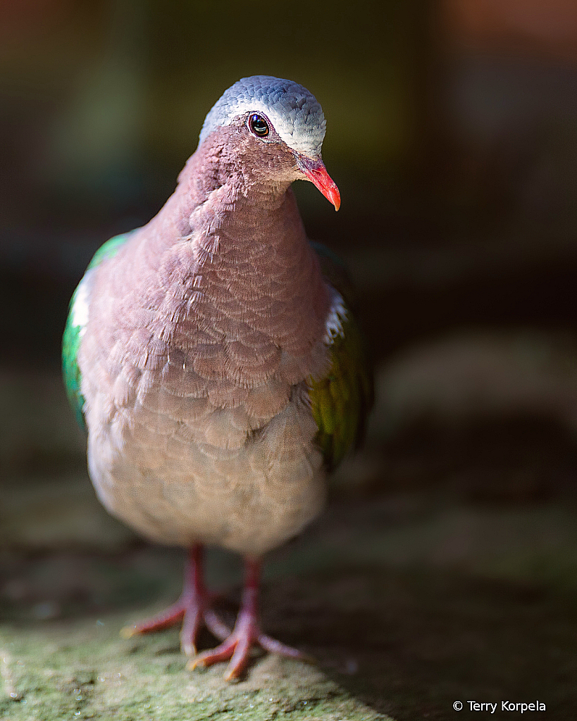 Common Emerald Dove - ID: 16065997 © Terry Korpela