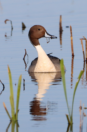 Northern Pintail