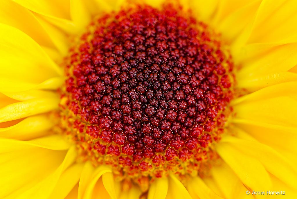 Sunflower Detail