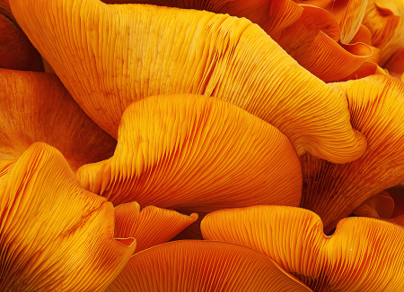 Jack-O’Lantern Mushrooms