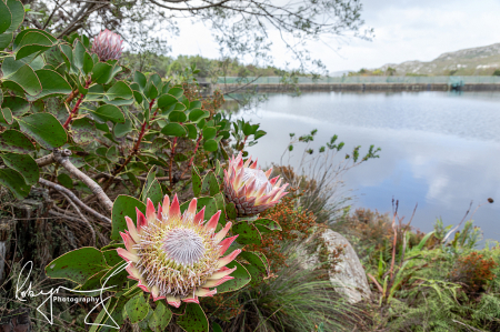 King Protea (Protea Cynaroides