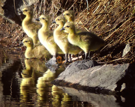 Goslings at Attention