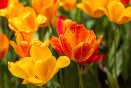 Orange and Yellow Medley