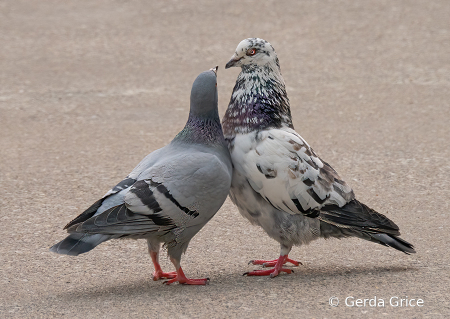 Courting Pigeons