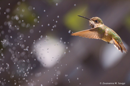 Humming bird