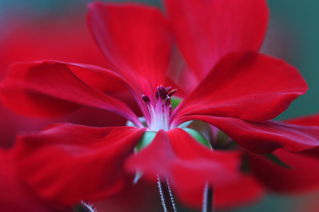 Geranium