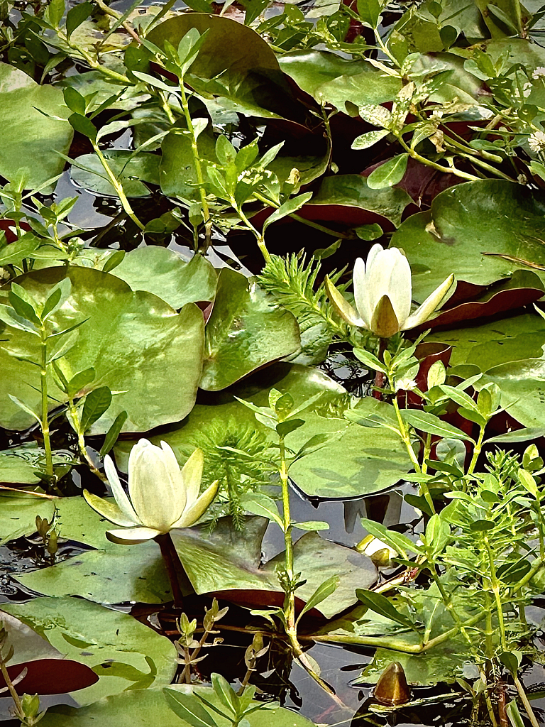 Lovely lilies