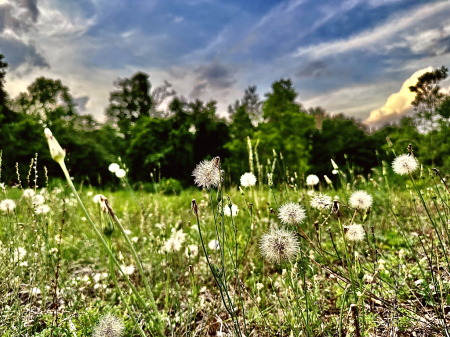 Blue skies and dandelions 