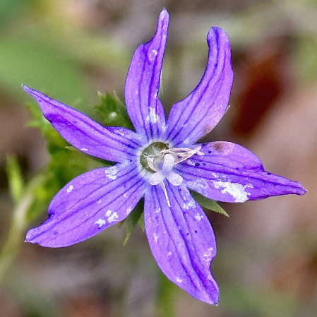 Triodanis biflora