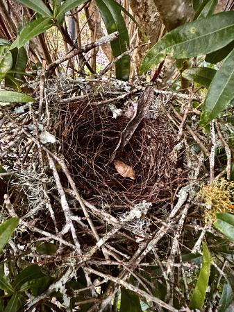 Nicely built nest