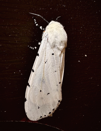 Salt marsh moth