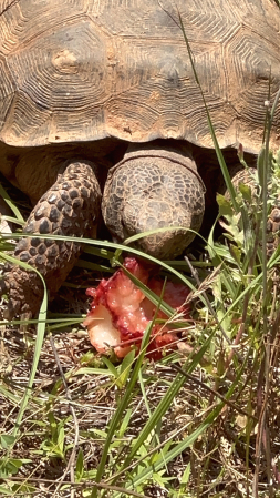 Gopher Turtle enjoying a strawberry 