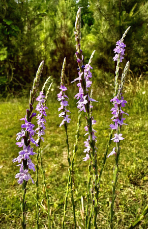 Narrow-Leaved Vervain