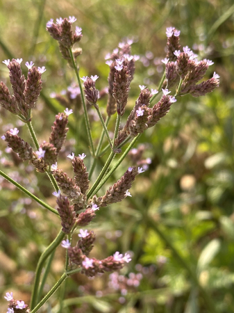 Brazilian vervain