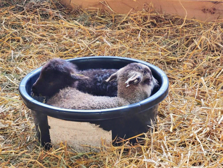 Bucket of Babies