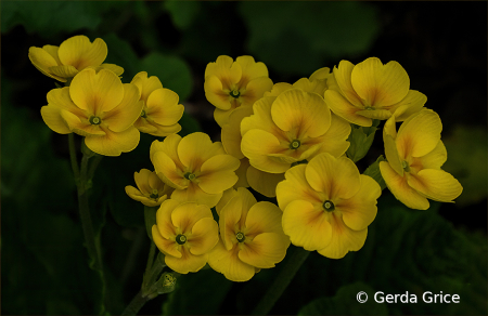 Yellow Shrubby Cinquefoil