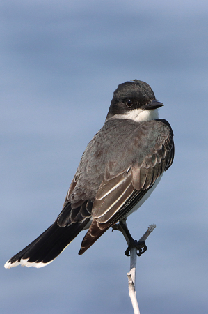 Eastern Kingbird 2