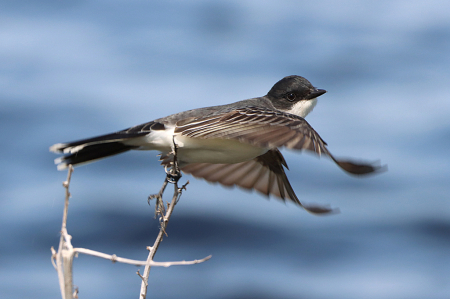 Eastern Kingbird Take Off