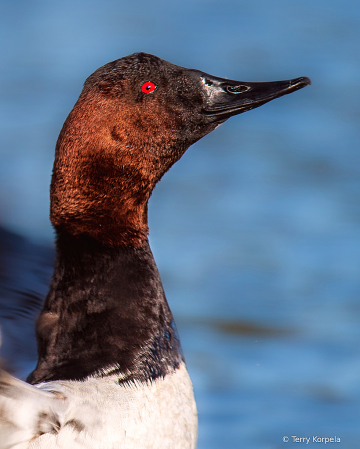 Canvasback Duck (male)